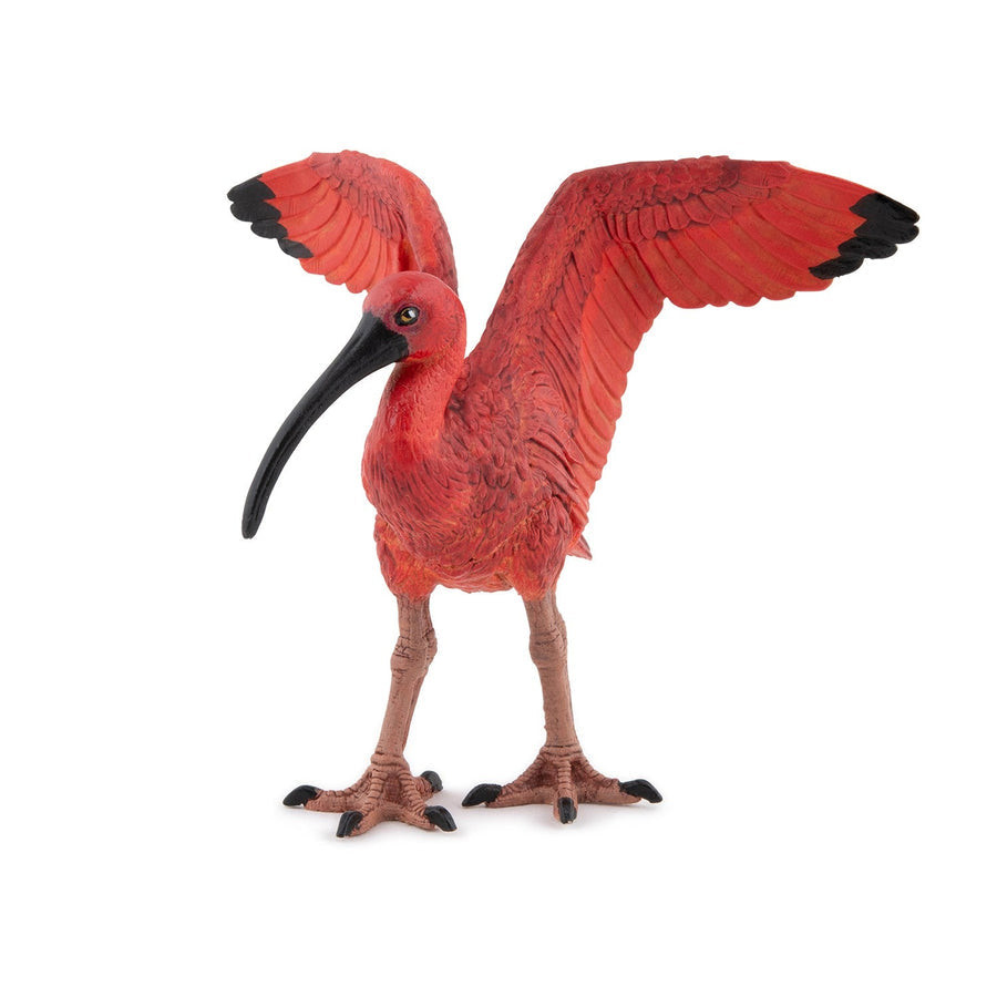 PAPO SCARLET IBIS