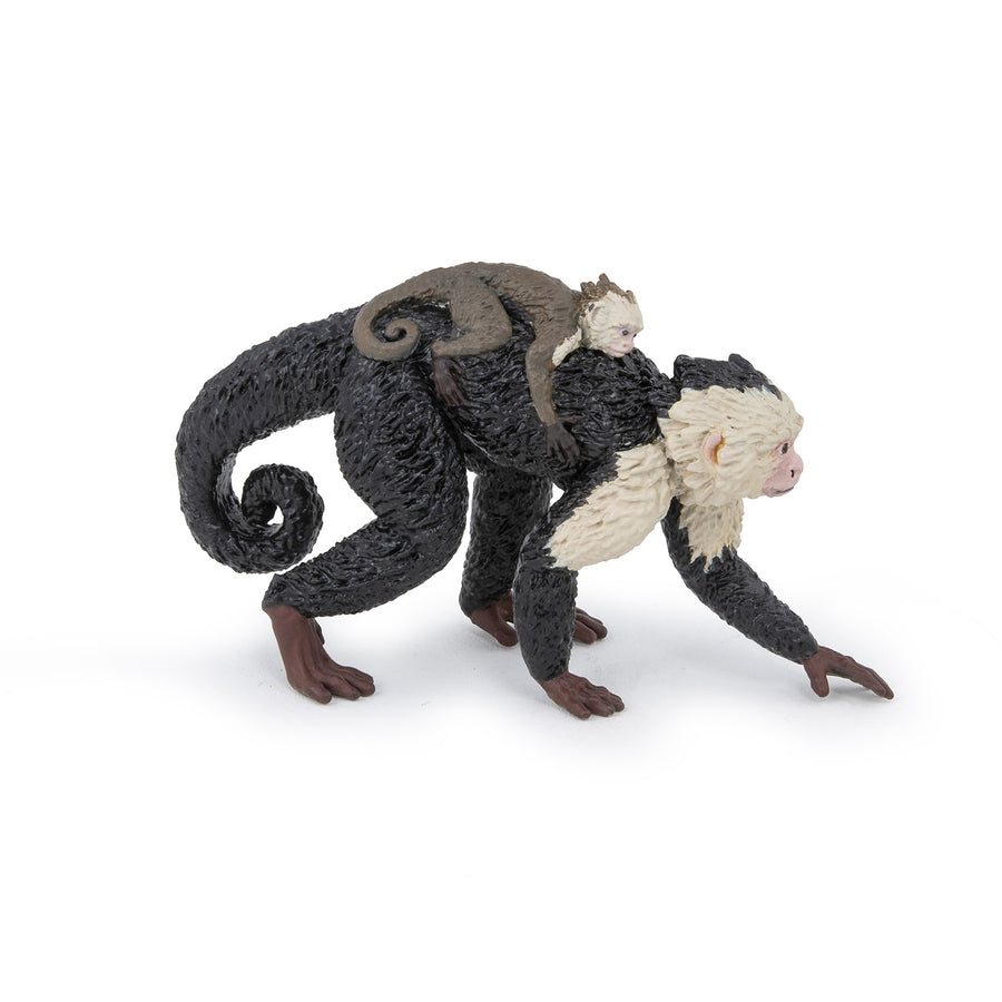 PAPO CAPUCHIN