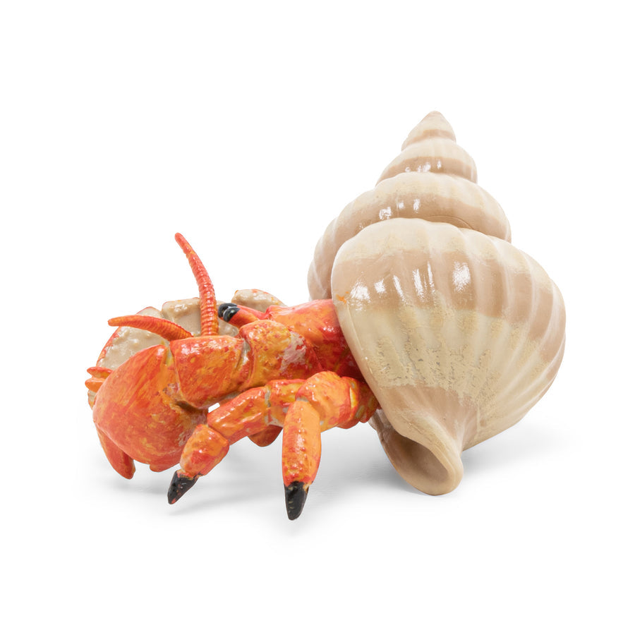 PAPO HERMIT CRAB