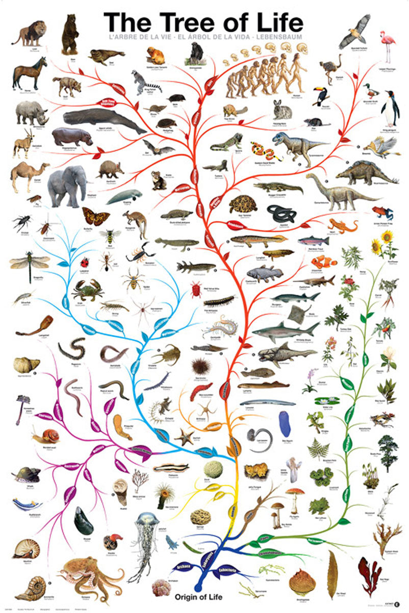 POSTER EVOLUTION-TREE OF LIFE