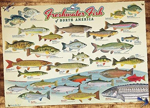 COBBLE HIL 1000 PC FRESHWATER FISH OF NORTH AMERICA