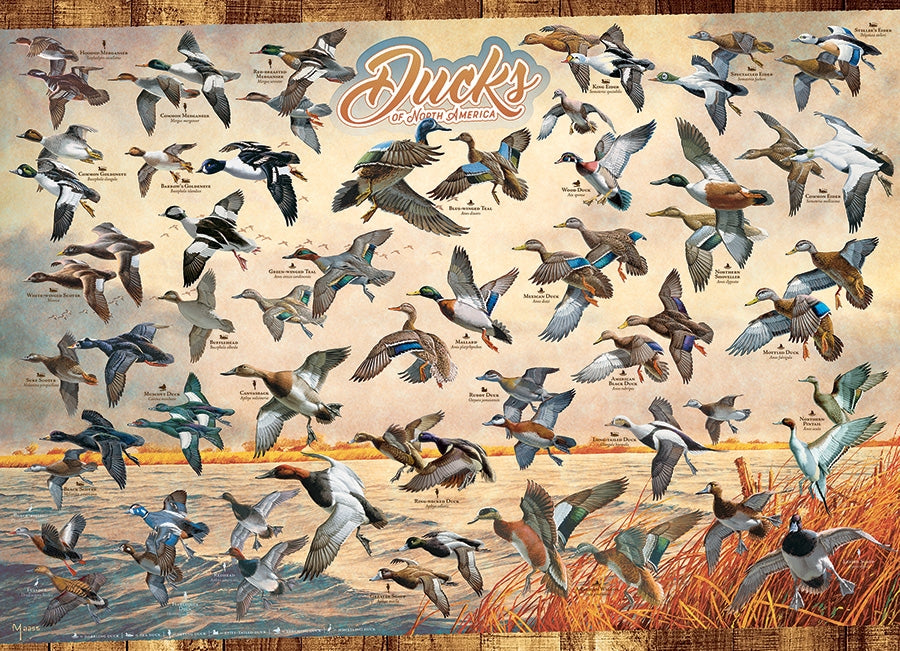COBBLE HIL 1000 PC DUCKS OF NORTH AMERICA