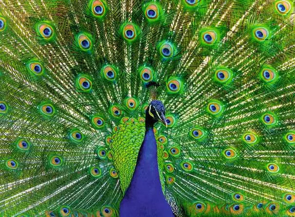 RAVENSBURGER 500 PC PEACOCK