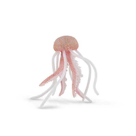 PAPO JELLYFISH