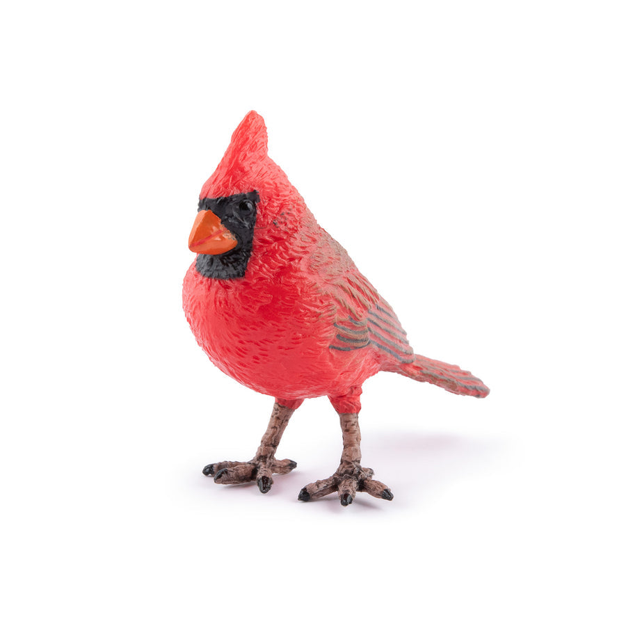 PAPO CARDINAL