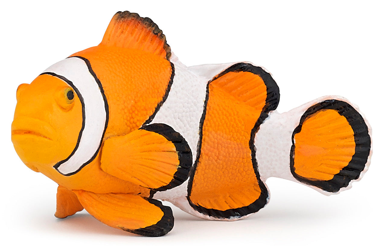 PAPO CLOWNFISH