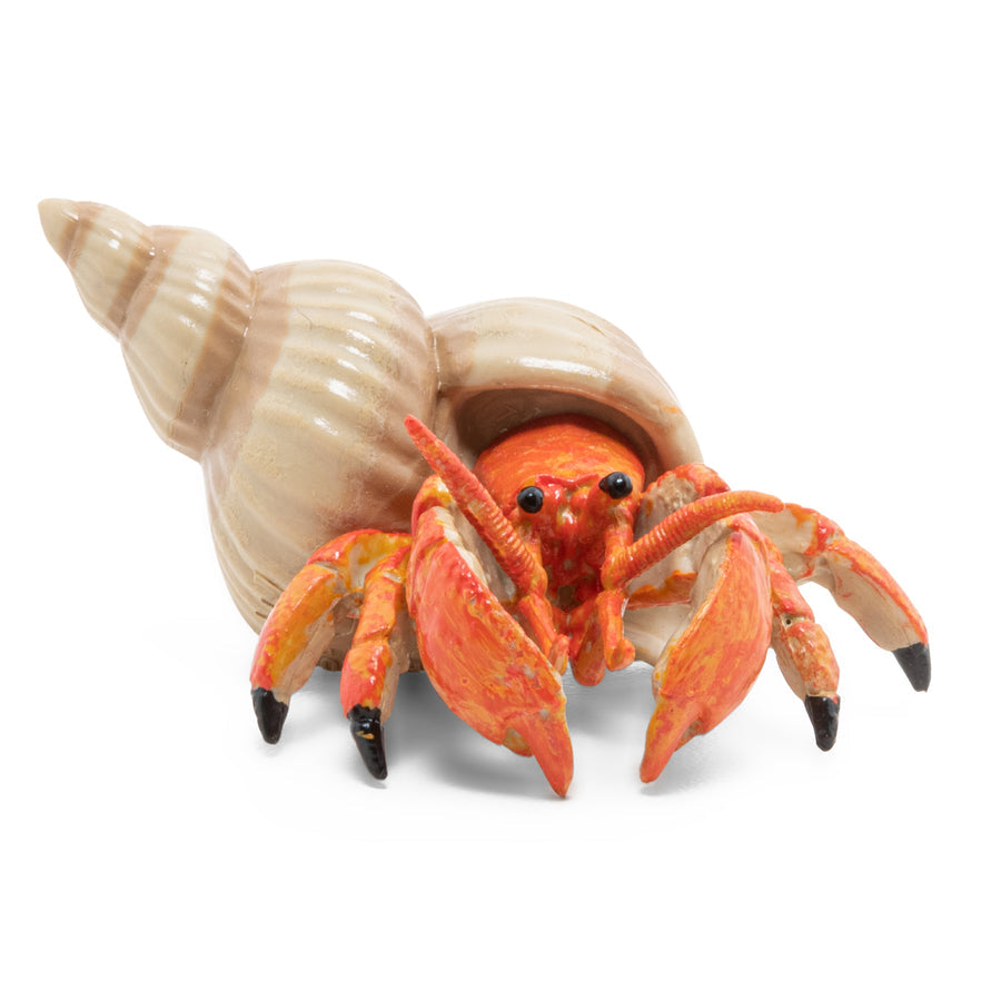 PAPO HERMIT CRAB