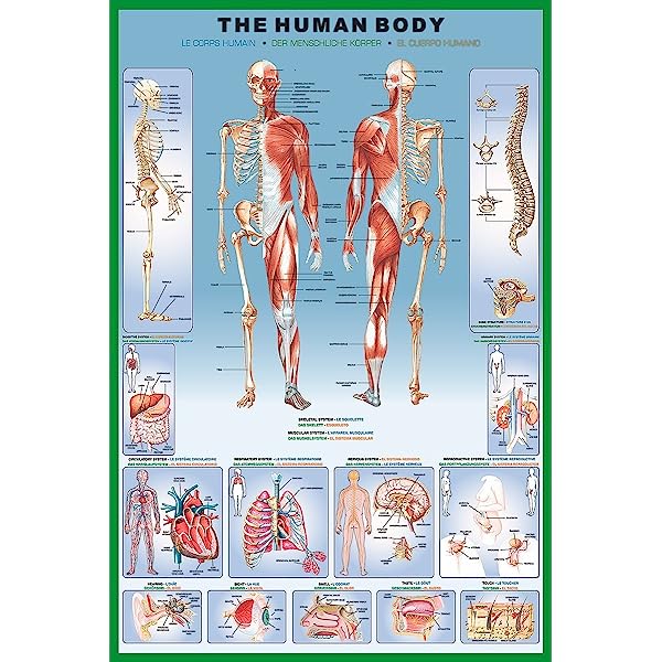 POSTER HUMAN BODY