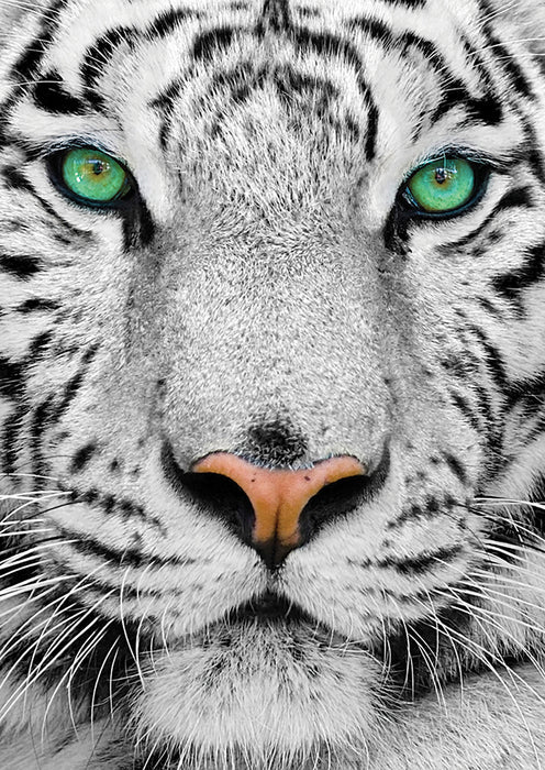 ENJOY 1000 PC WHITE SIBERIAN TIGER