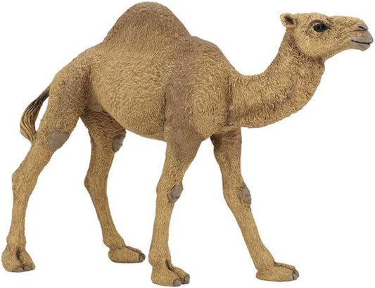 PAPO DROMEDARY