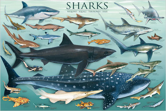 POSTER SHARKS