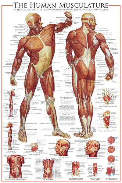 POSTER THE MUSCULAR SYSTEM