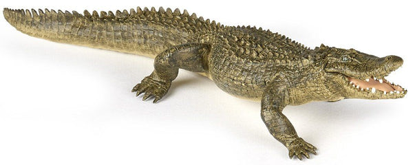 PAPO ALLIGATOR